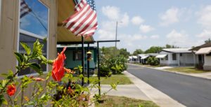 hibiscus flower with american flag